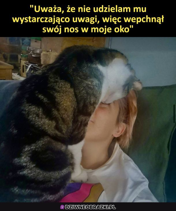 Typowy kot o 4 rano 