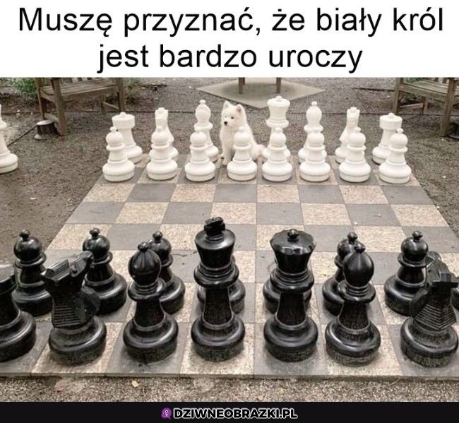 Jaki słodziak