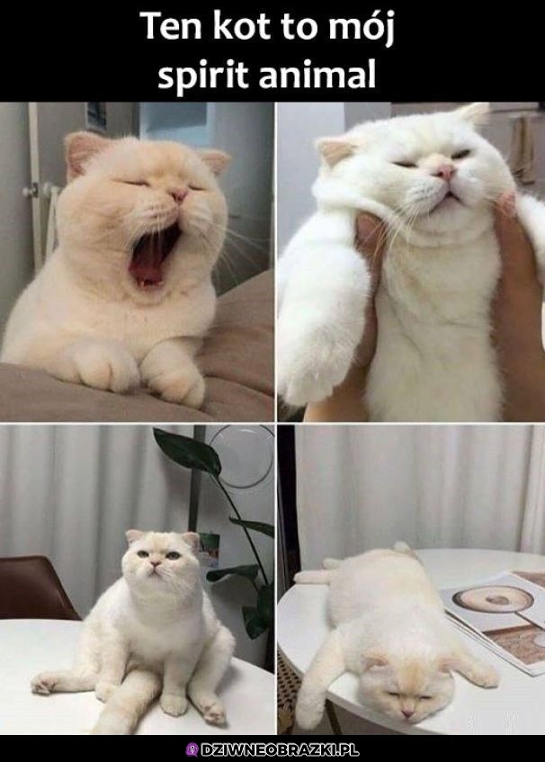 To ja