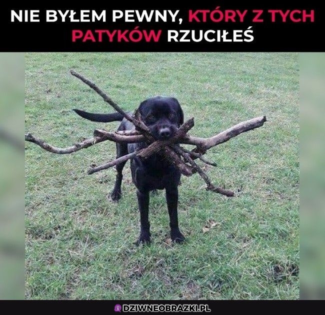 Więc przyniosłem wszystkie