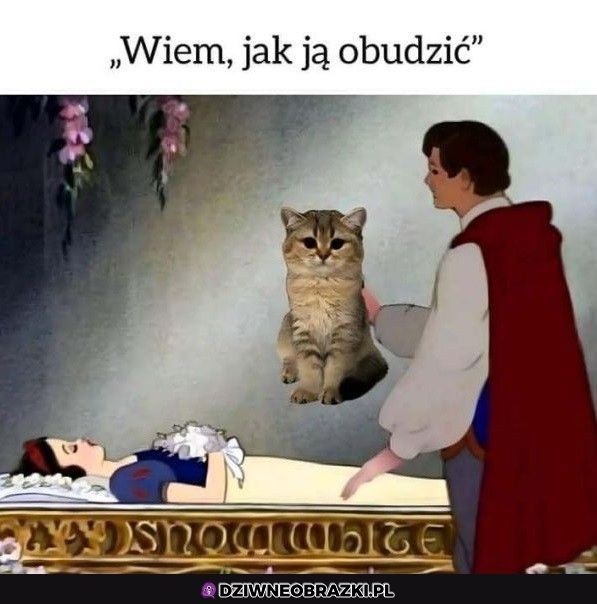 Sposób na obudzenie królewny