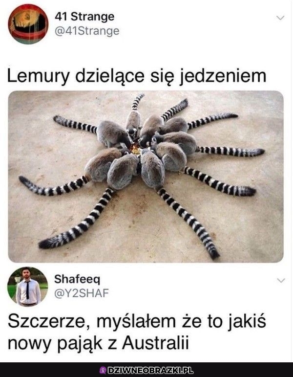 Lemurki