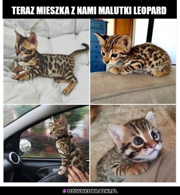 Leopardeł