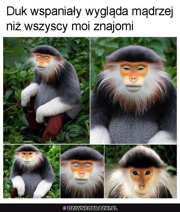 Ale kozak