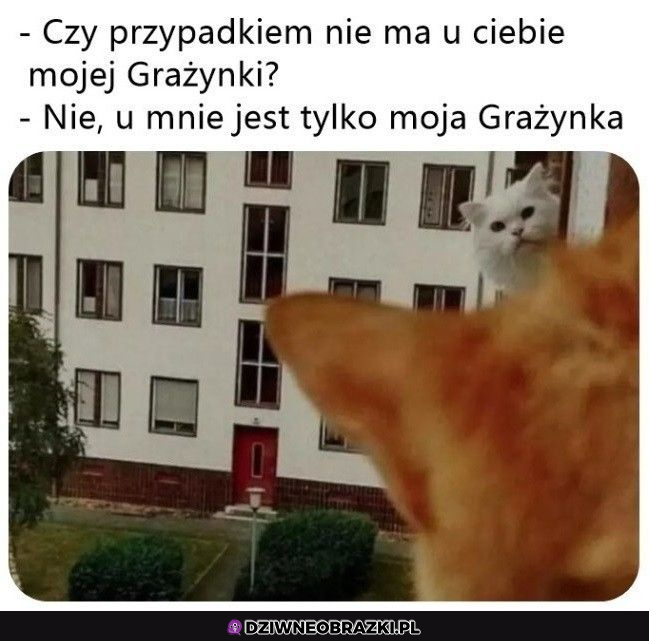 To gdzie jest grażynka?