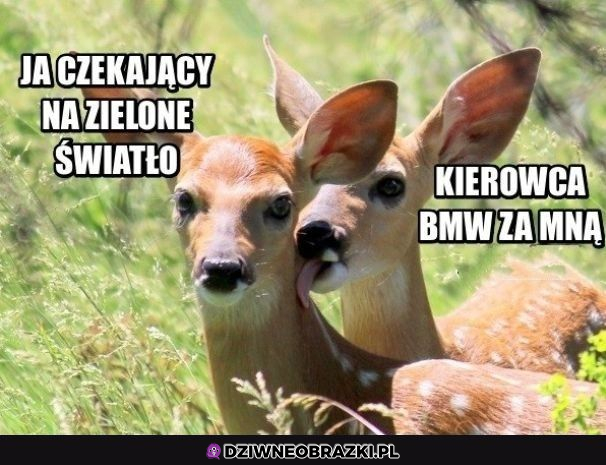 kierowcy bmw tacy są