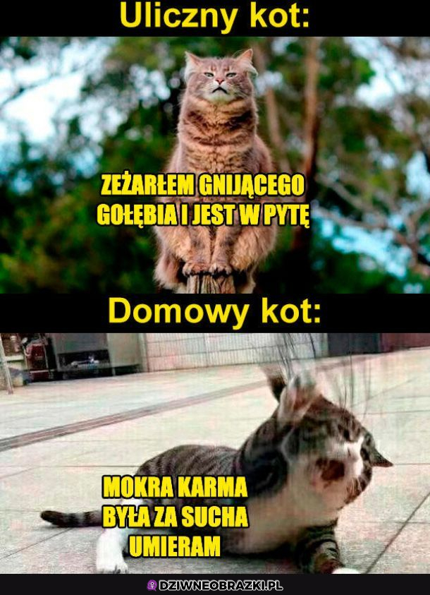 Różnica między kotami