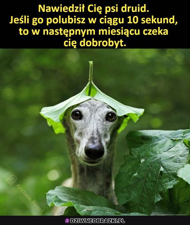 Dawaj lajka