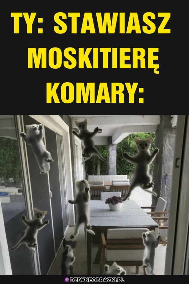 Kiedy masz moskitierę