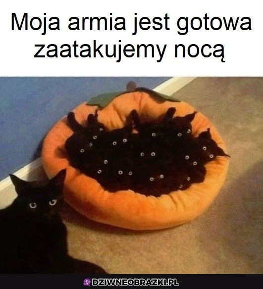 Są gotowi