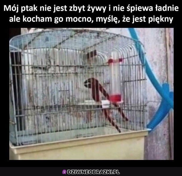 Dziwny ptaszek