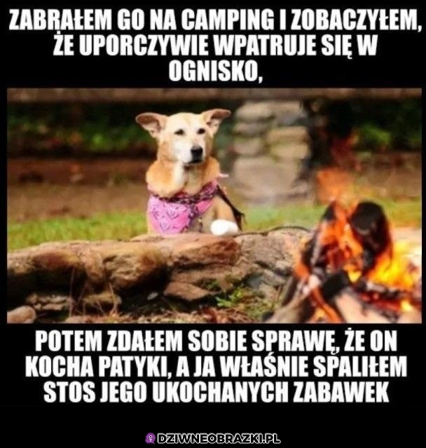 Pieseł na campingu