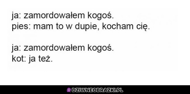 Pies vs kot