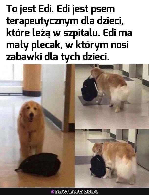 Najlepszy pieseł