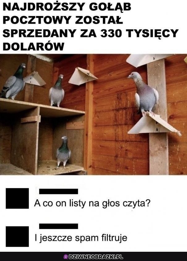 Drogi gołąbek