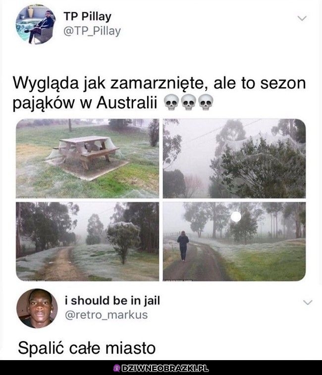Tymczasem w Australii