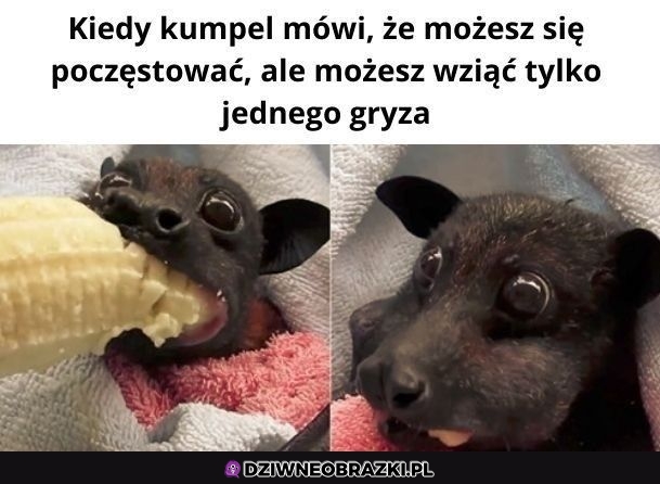 Jeden gryz