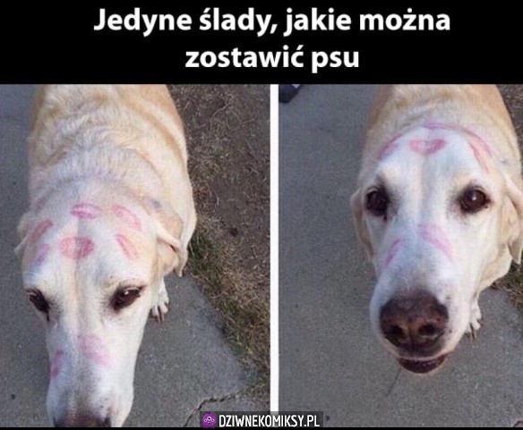 Ślady na psie