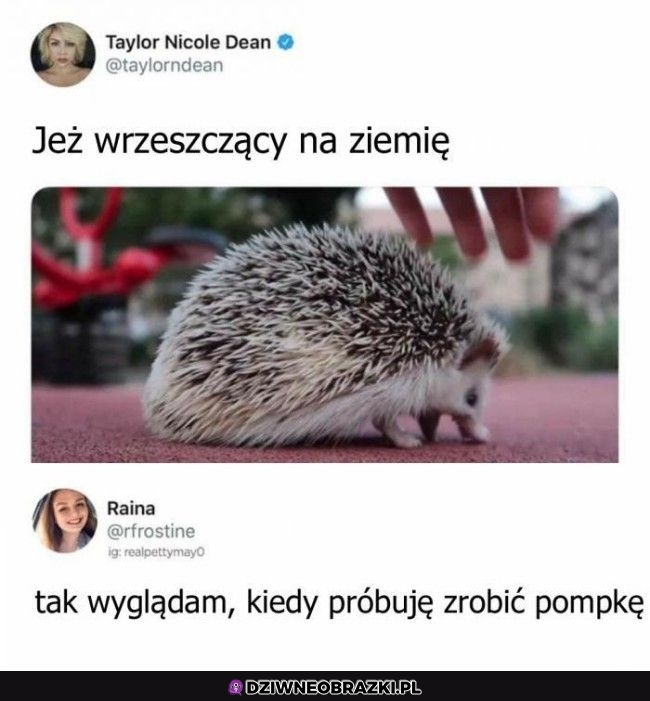 Zdenerwowany jeżyk