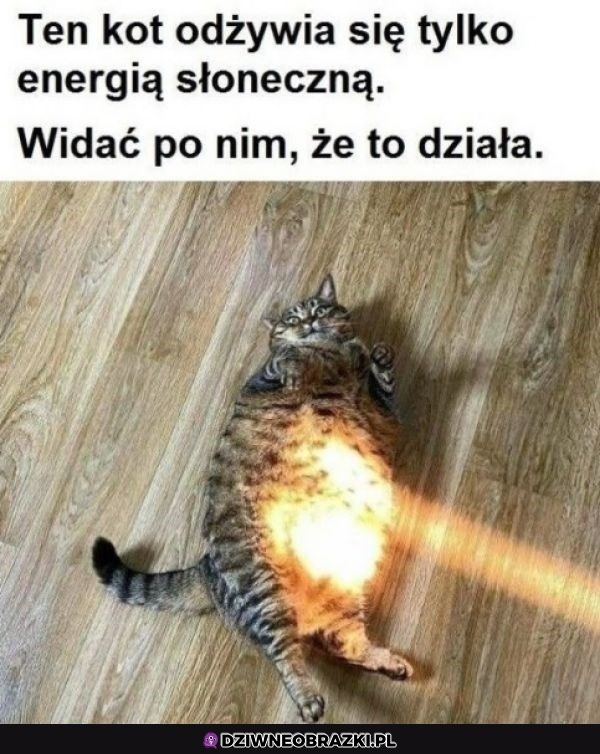 Naładowany kitku