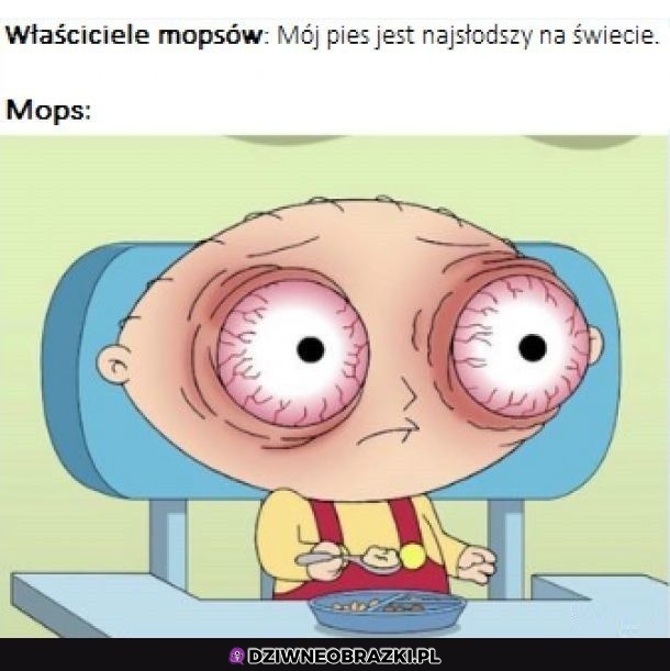 Mopsy są jakieś inne