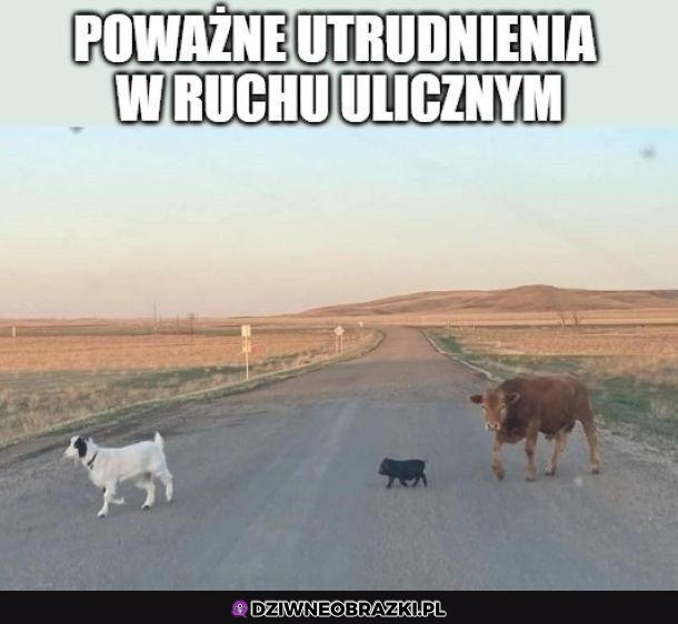 Takie utrudnienia da się przeżyć