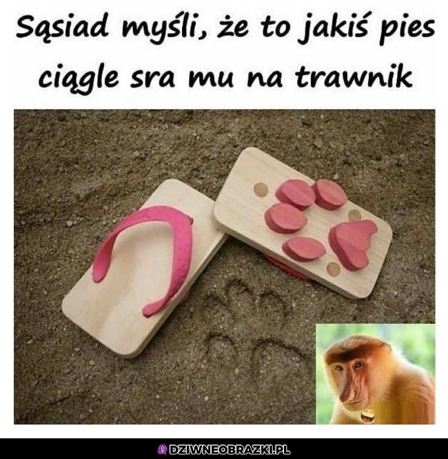 Dalej myśli, że to pies