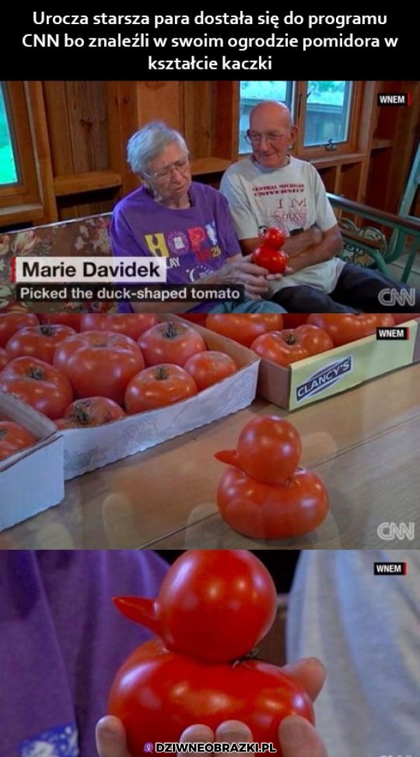 Pomidorek