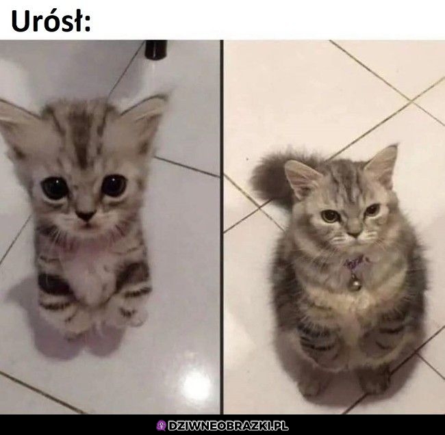 Podrósł