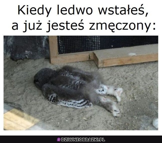 A dopiero środa