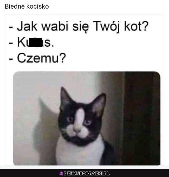 Kotek