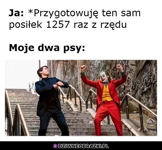 Kiedy daje psom jeść