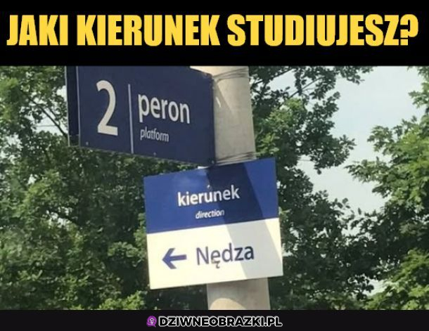 Jaki kierunek studiujesz?