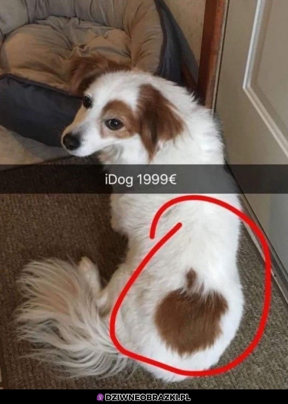 Drogi pieseł