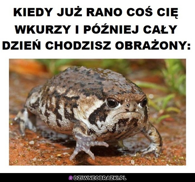 Wkurzony