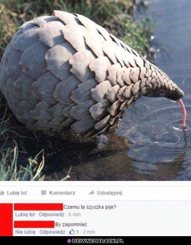 Pijąca szyszka