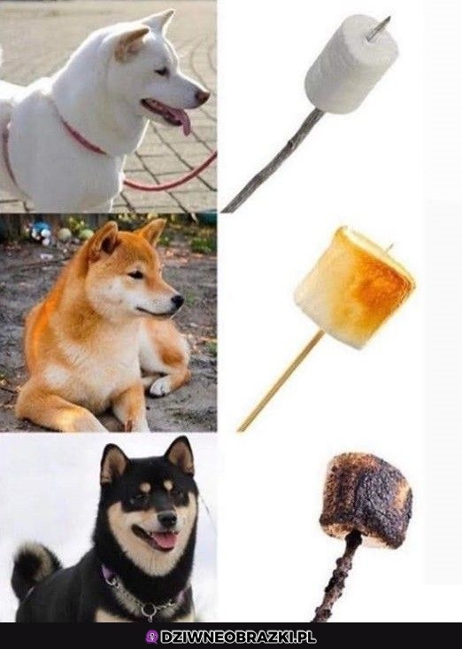 Piankopieseły