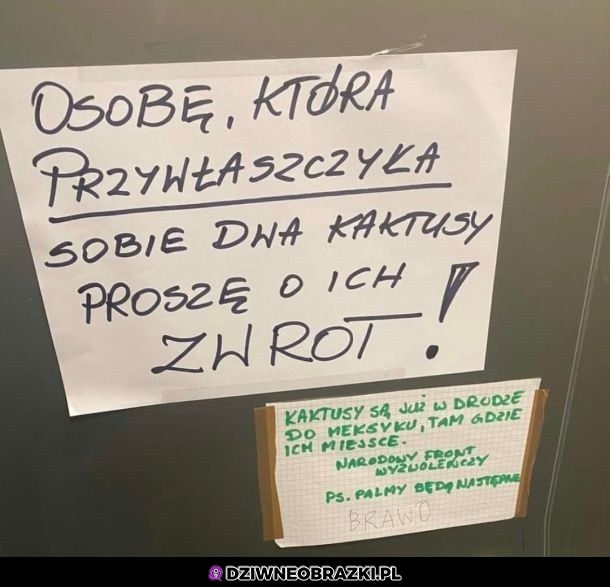 Skradzione kaktusy