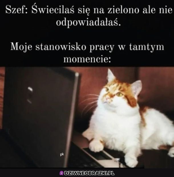 Kitten przejął dowodzenie