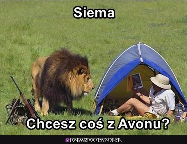 Nie, dzięki