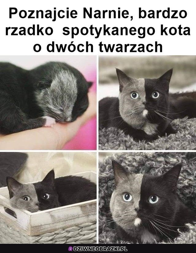 Ale słodziak