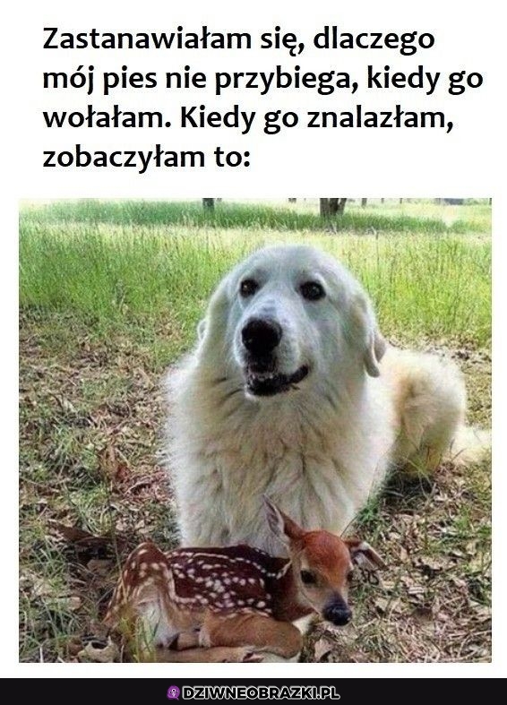 Ok rozumiem go