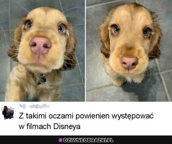 Ale ma oczka