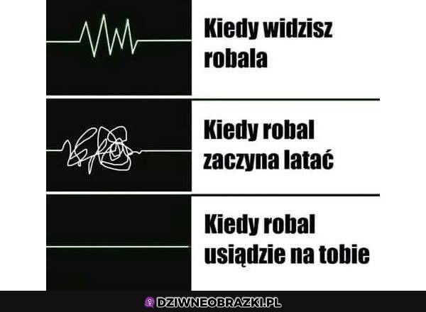 Robal