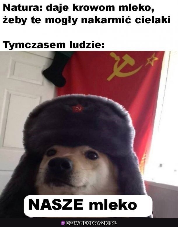Krowie mleko