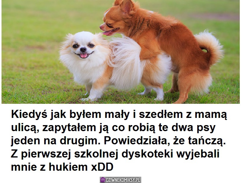 Co robią te dwa pieski?