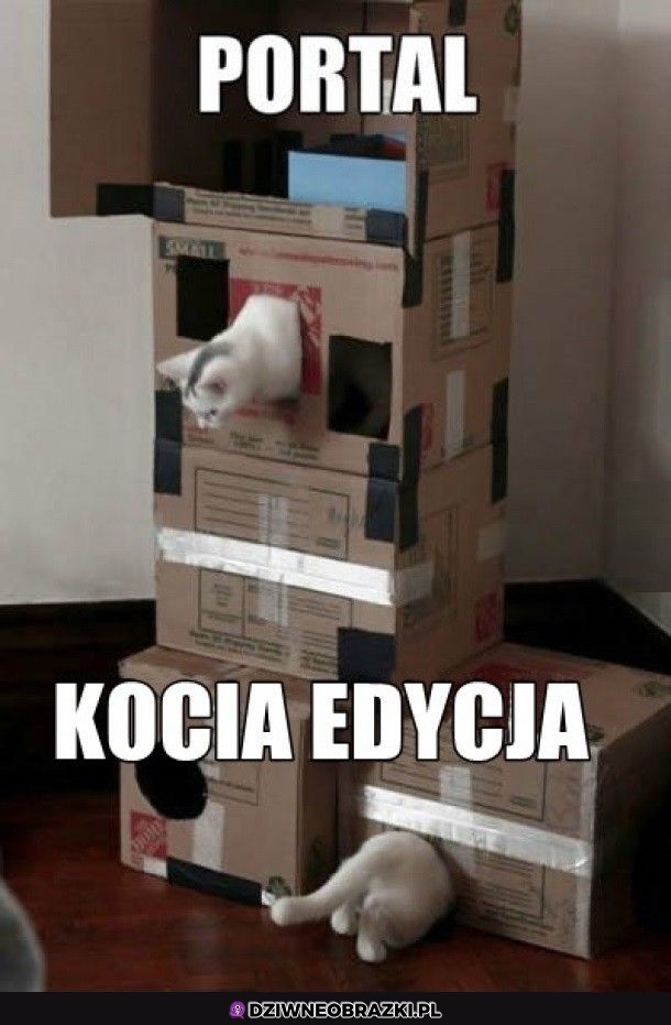 Koci portal