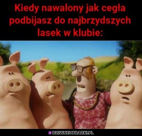 Wyprawa na świnie