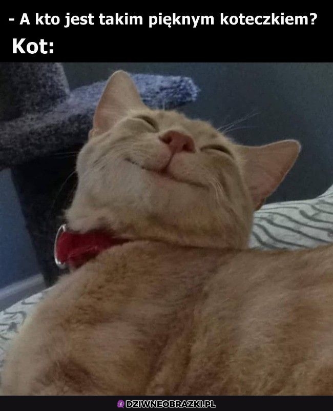 No wiadomo No wiadomo