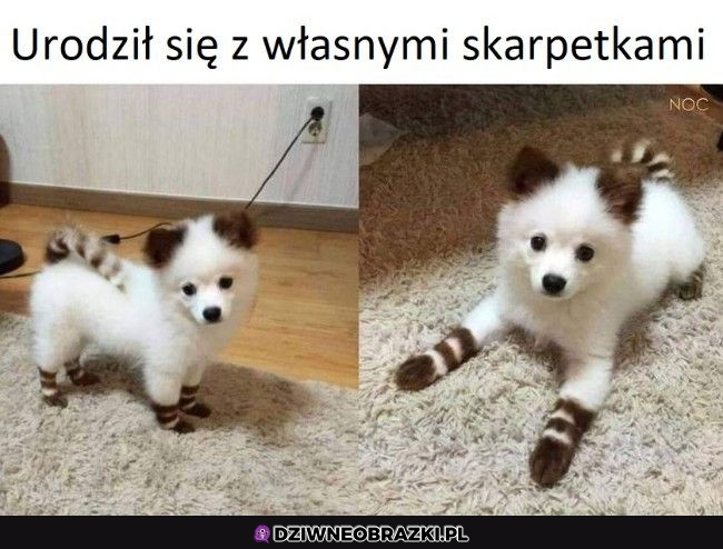 Gotowy na zimę